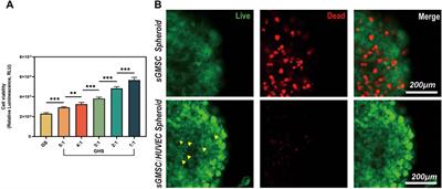 Co-culture of STRO1 + human gingival mesenchymal stem cells and human umbilical vein endothelial cells in 3D spheroids: enhanced in vitro osteogenic and angiogenic capacities